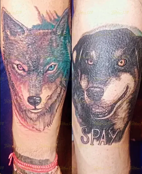 Tatuaje doble que muestra el rostro de un lobo con heterocromía y el retrato detallado de un perro con el nombre Spay abajo, en estilo de realistas, retratos y sombras, realizado en el estudio Tattoo120 en Colina, Región Metropolitana.