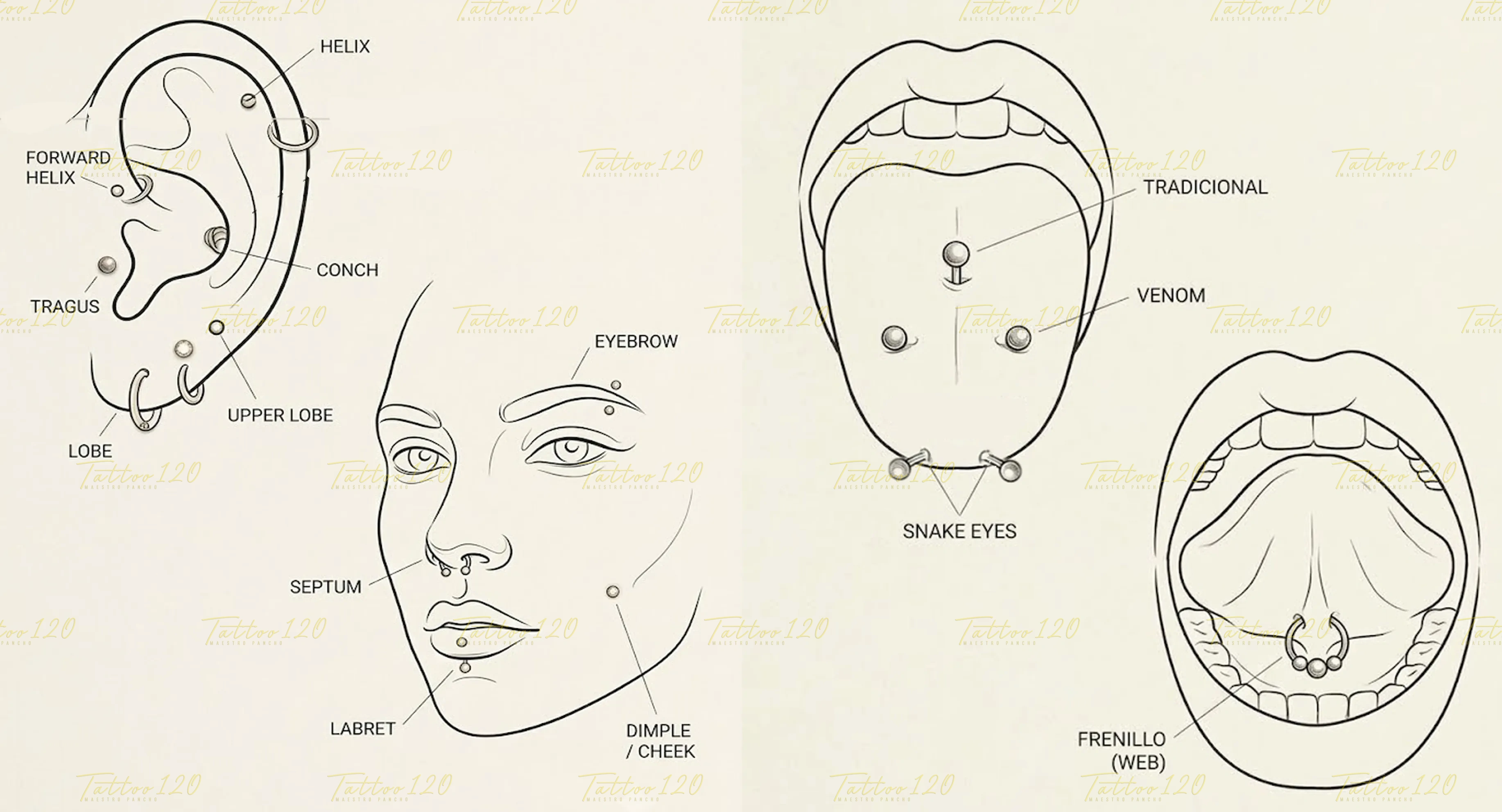 Guía de ubicación de piercings de oreja y rostro: hélix, hélix frontal, concha, trago, lóbulo superior, lóbulo, ceja, septum, labret y mejilla